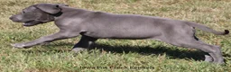 Great Dane dogs for sale: Sarge - Ad 13