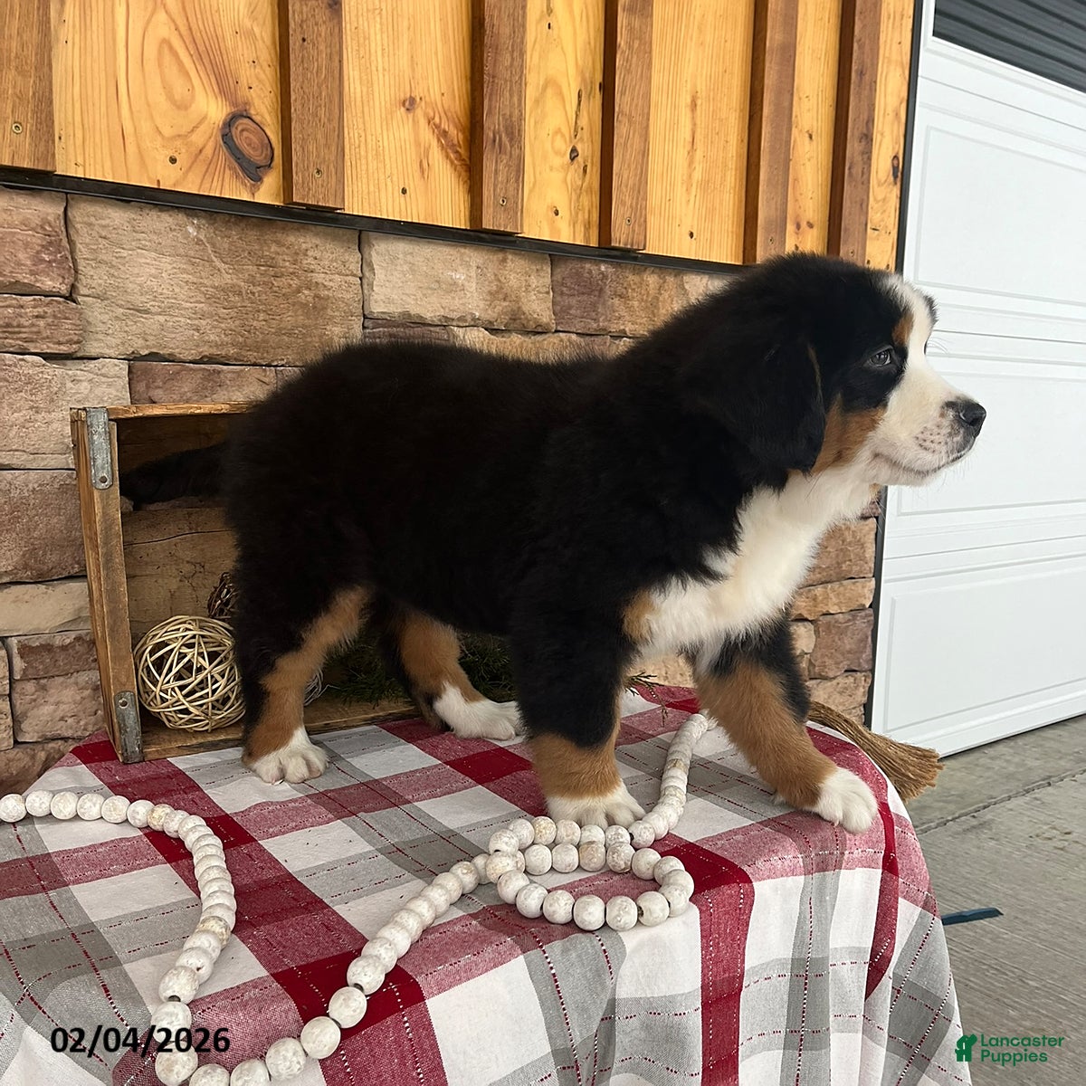Bernese Mountain Dog dogs Jade - Ad 2