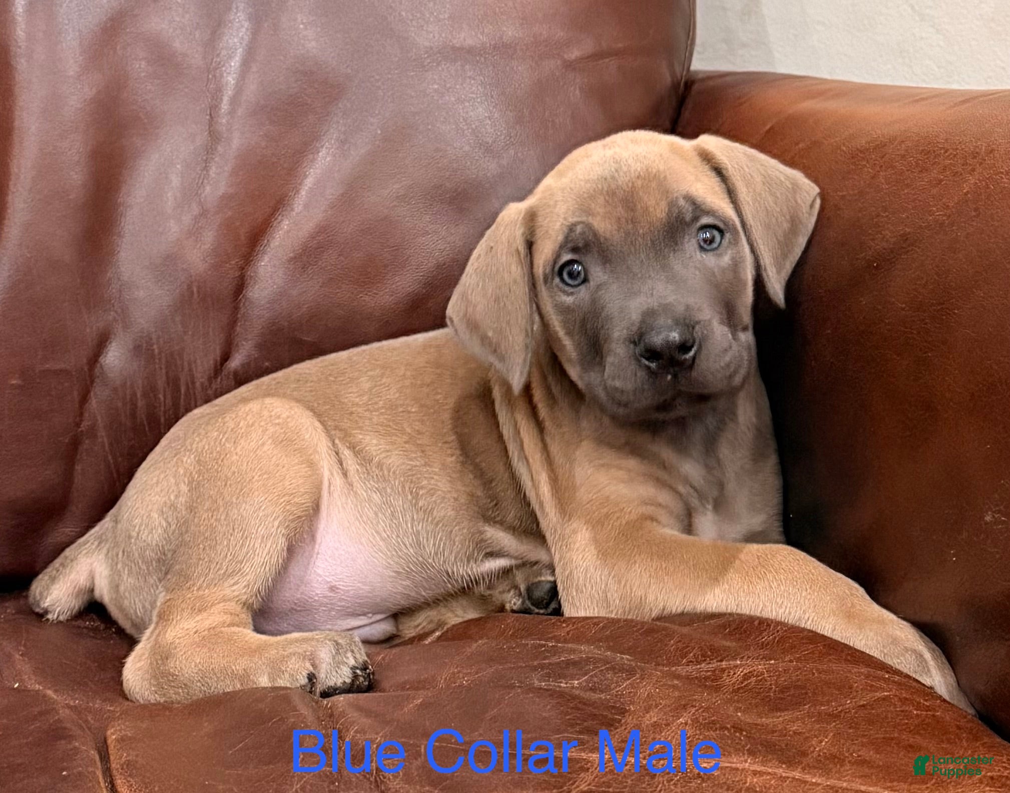Cane Corso dogs Cane Corso Puppy Blue Collar M - Ad 1