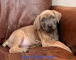 Cane Corso Puppy Blue Collar M