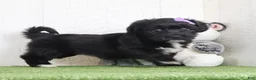 Yochon dogs for sale: Penny - Ad 4