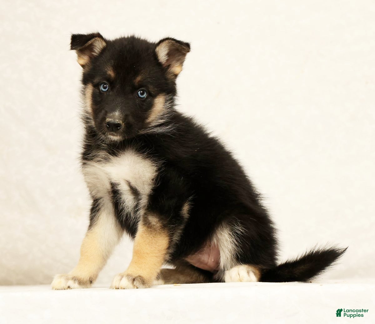 Gerberian Shepsky dogs Macey - Ad 1