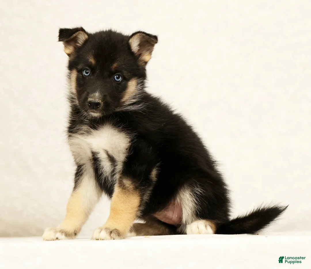 Gerberian Shepsky dogs for sale: Macey - Ad 1