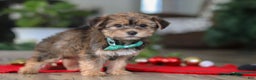 Morkie dogs for sale: Buddy - Ad 5