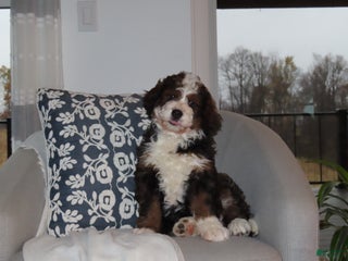 Bernedoodle dogs - Ad 26