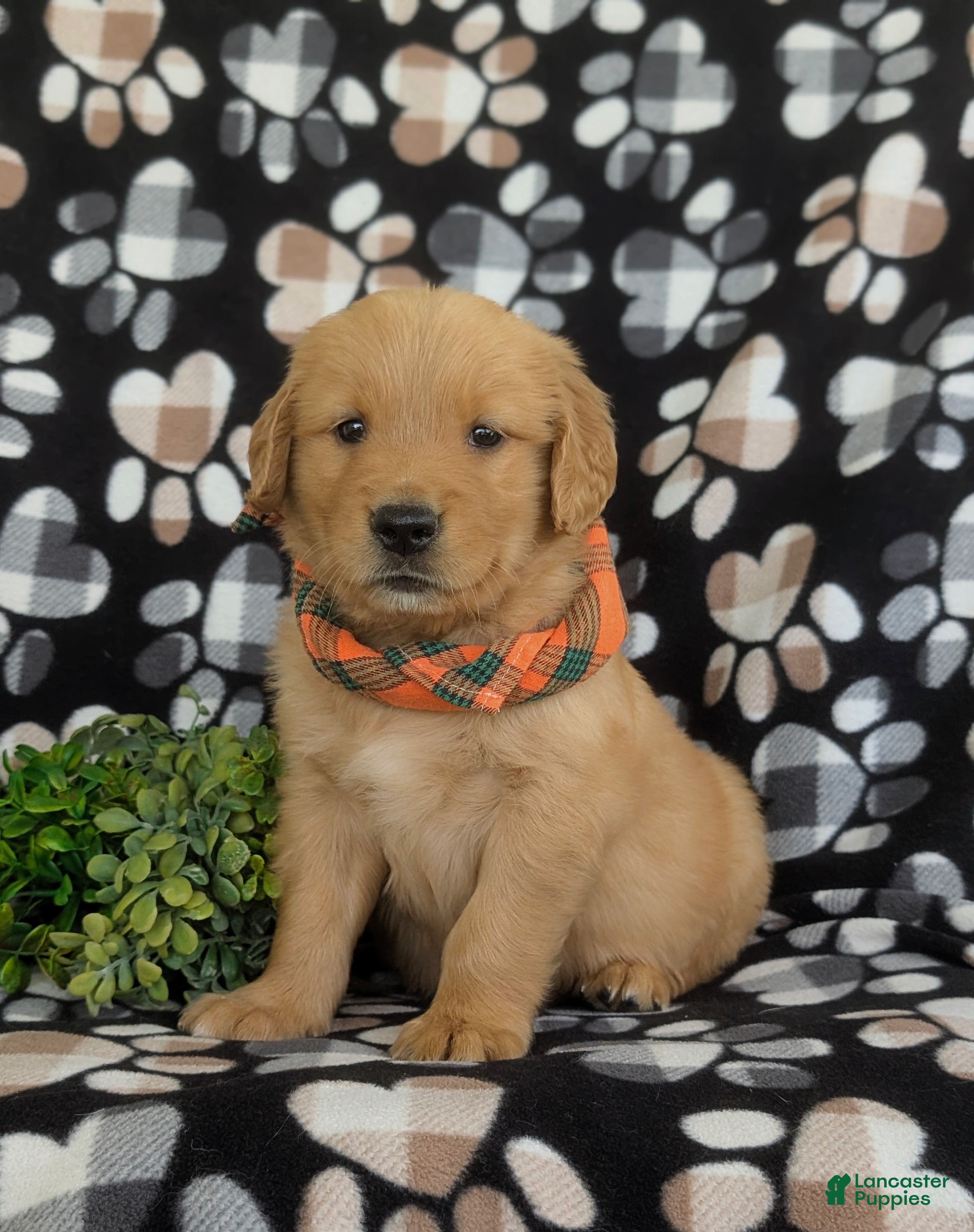 Golden Retriever dogs Leon - Ad 2