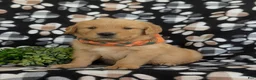 Golden Retriever dogs for sale: Leon - Ad 2