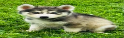 Siberian Husky dogs for sale: Lotus - Ad 12