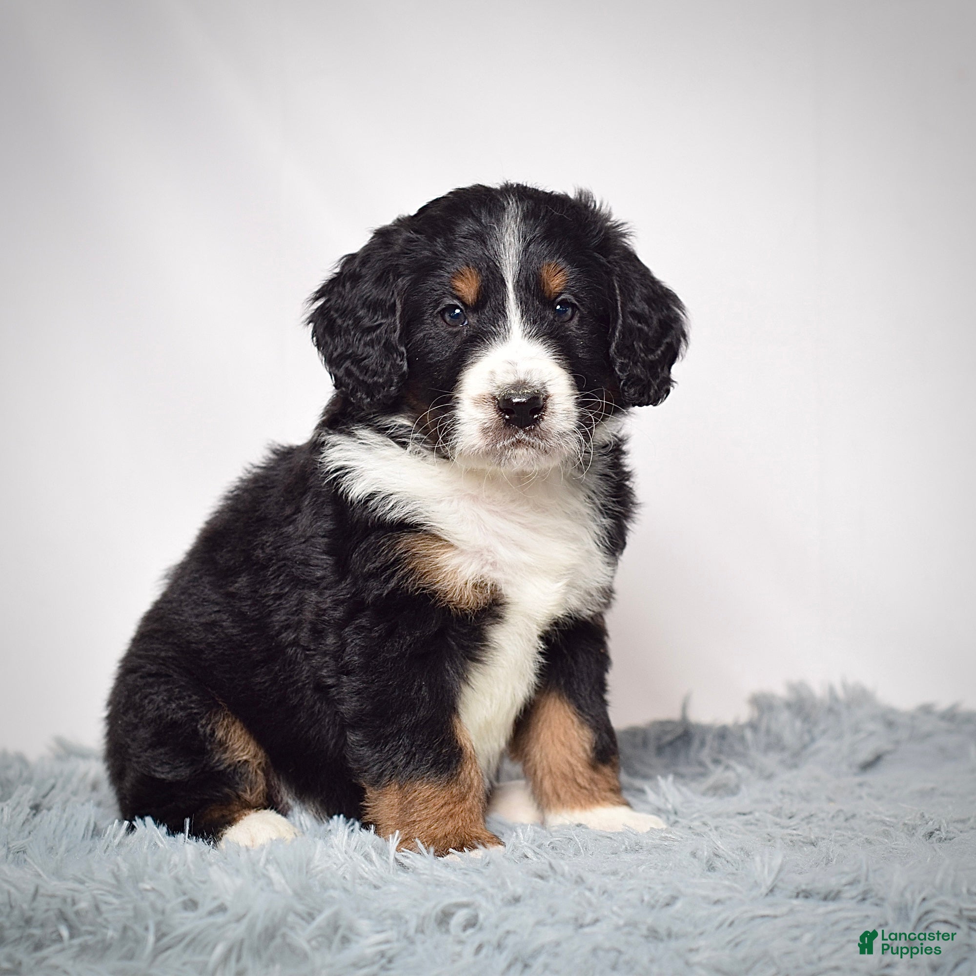 Bernedoodle dogs Mr. Viktor - Ad 2