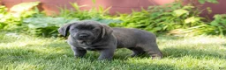 Cane Corso dogs for sale: Millie  - Ad 3