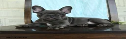 French Bulldog dogs for sale: Lessly - Ad 3