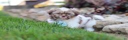 Shih Tzu dogs for sale: River - Ad 7
