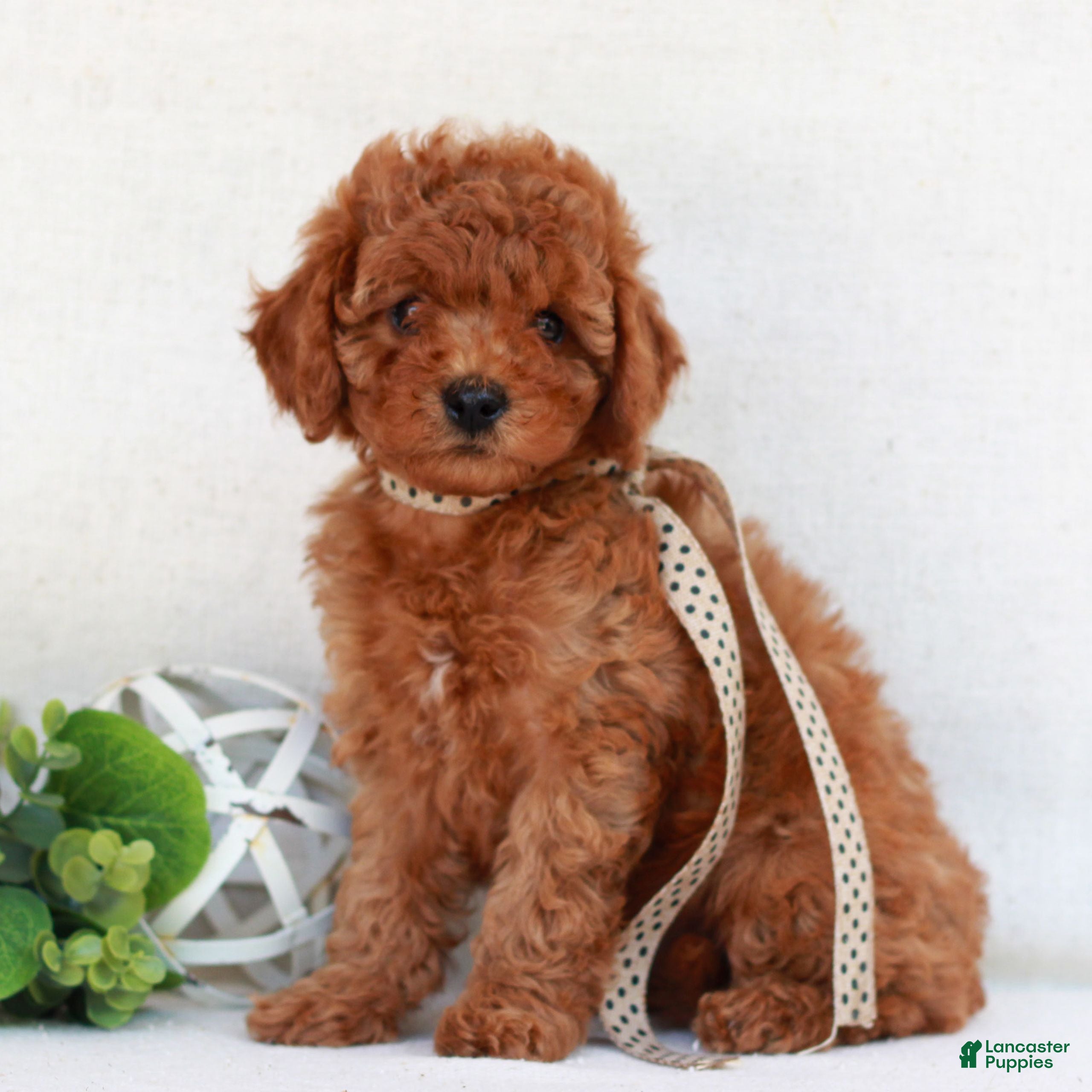 Cavapoo dogs Natasha  - Ad 1
