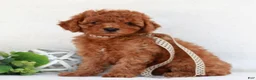 Cavapoo dogs for sale: Natasha  - Ad 1
