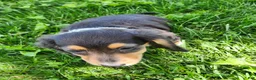 Miniature Dachshund dogs for sale: Pearl - Ad 14