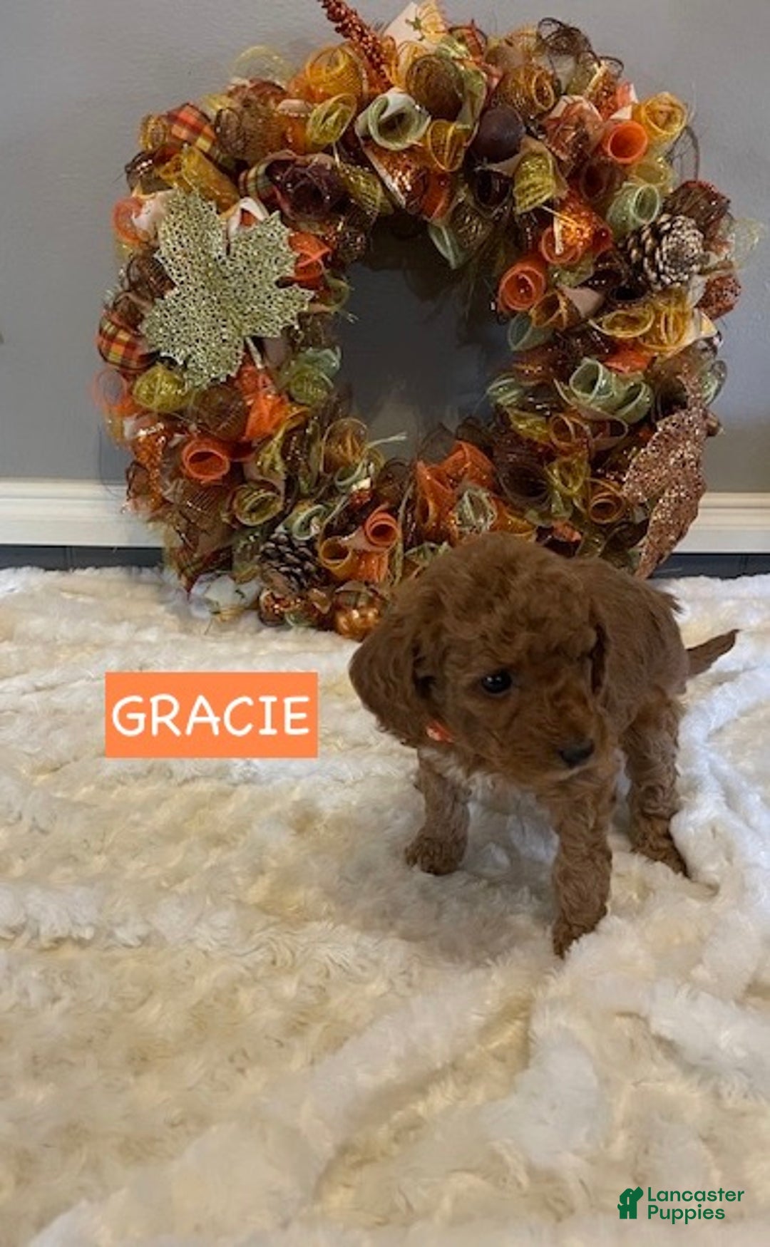 Miniature Labradoodle dogs for sale: Miniature Labradoodle Puppy 2 - Ad 4