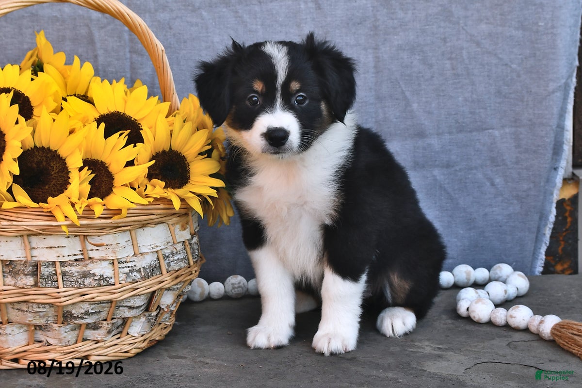 Australian Shepherd dogs Twinkle - Ad 2
