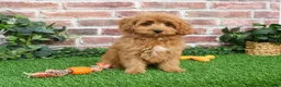 Cavapoo dogs for sale: Carson - Ad 6