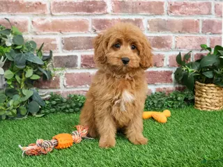 Cavapoo dogs Carson - Ad 16