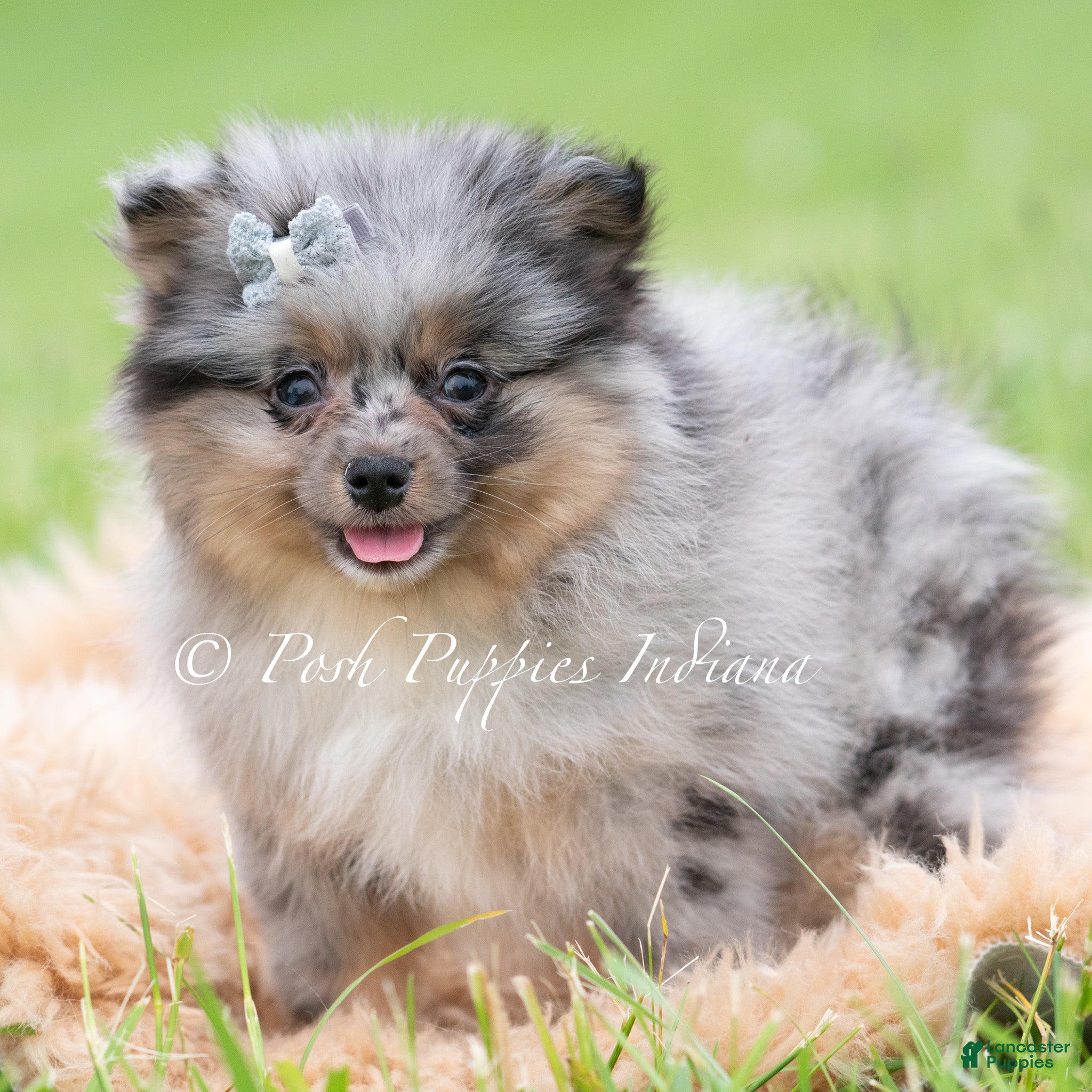 Pomeranian dogs for sale: Cullen AKC - Ad 5