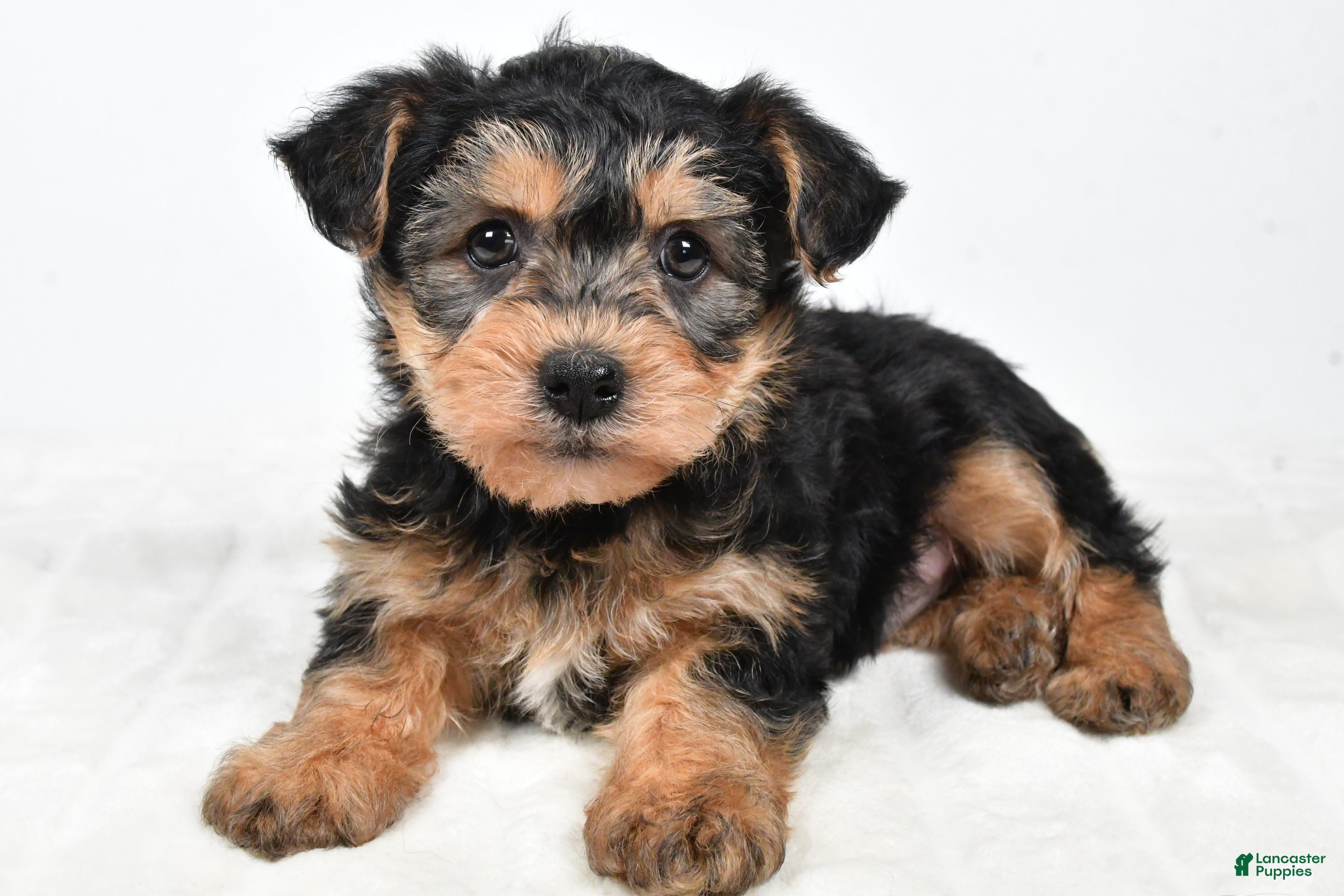 Morkie dogs Noah - Ad 16