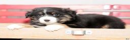 Miniature Australian Shepherd dogs for sale: Debbie - Ad 7