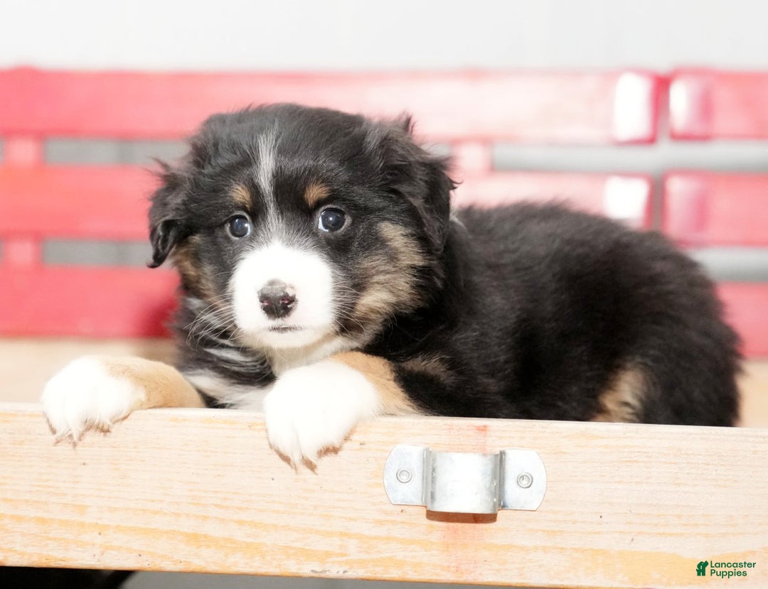 Miniature Australian Shepherd dogs for sale: Debbie - Ad 7