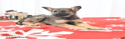 German Shepherd dogs for sale: Logo - Ad 2