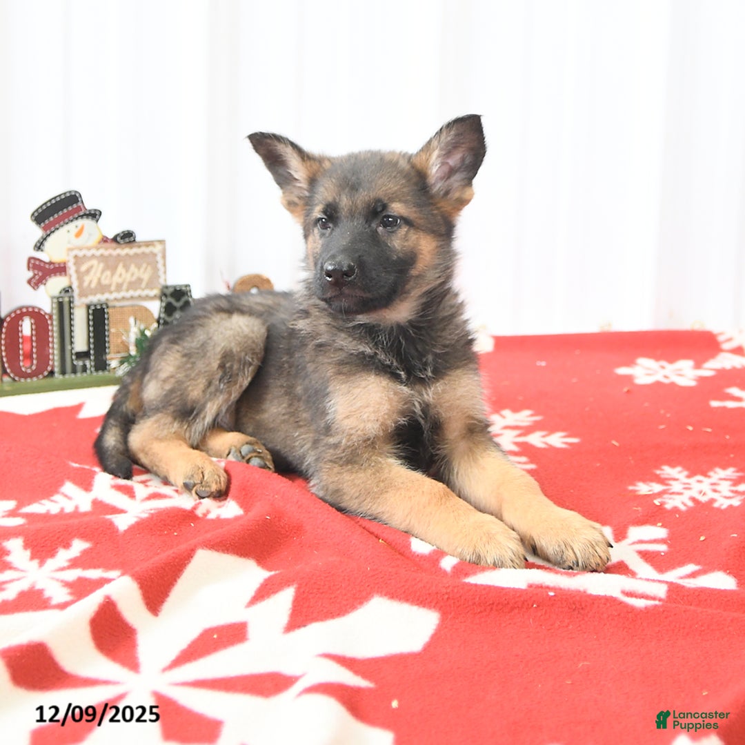 German Shepherd dogs for sale: Logo - Ad 2