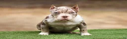 American Bully dogs for sale: Chocolate Tri Merle Female - Ad 1