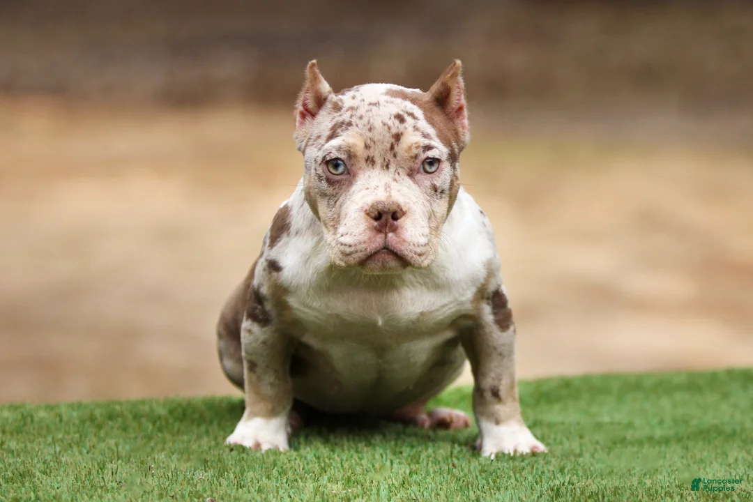 American Bully dogs for sale: Chocolate Tri Merle Female - Ad 1