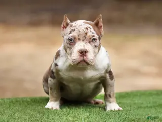 American Bully dogs for sale: Chocolate Tri Merle Female - Ad 1