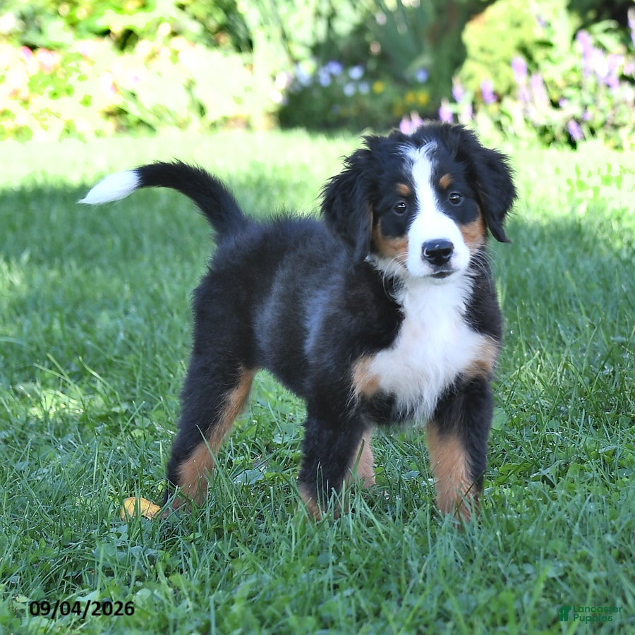 Bernese Mountain Dog dogs CeCe - Ad 2
