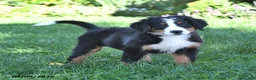 Bernese Mountain Dog dogs for sale: CeCe - Ad 6