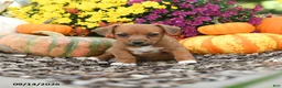 Mixed Breed dogs for sale: Dandy - Ad 1