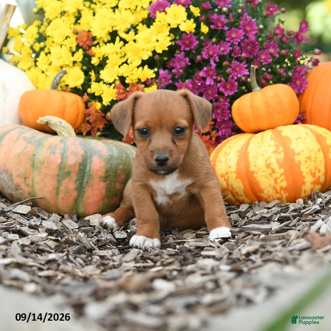 Mixed Breed dogs for sale: Dandy - Ad 1