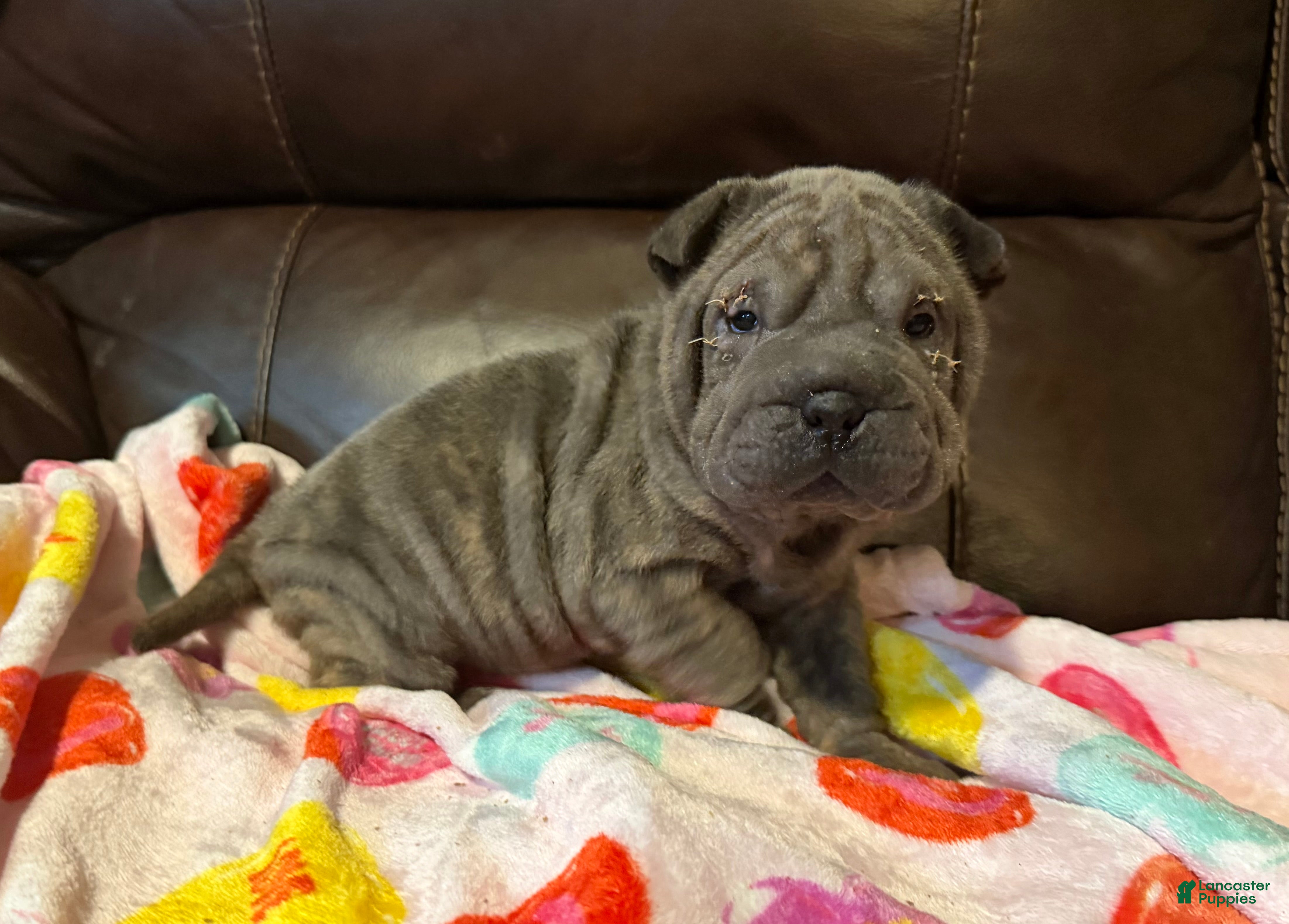 Shar Pei dogs Valentine - Ad 6