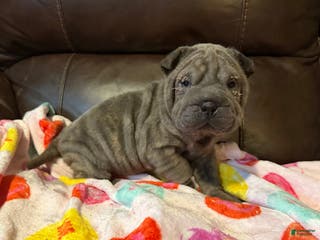 Shar Pei dogs Valentine - Ad 6