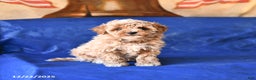Bichpoo dogs for sale: Tracy - Ad 2