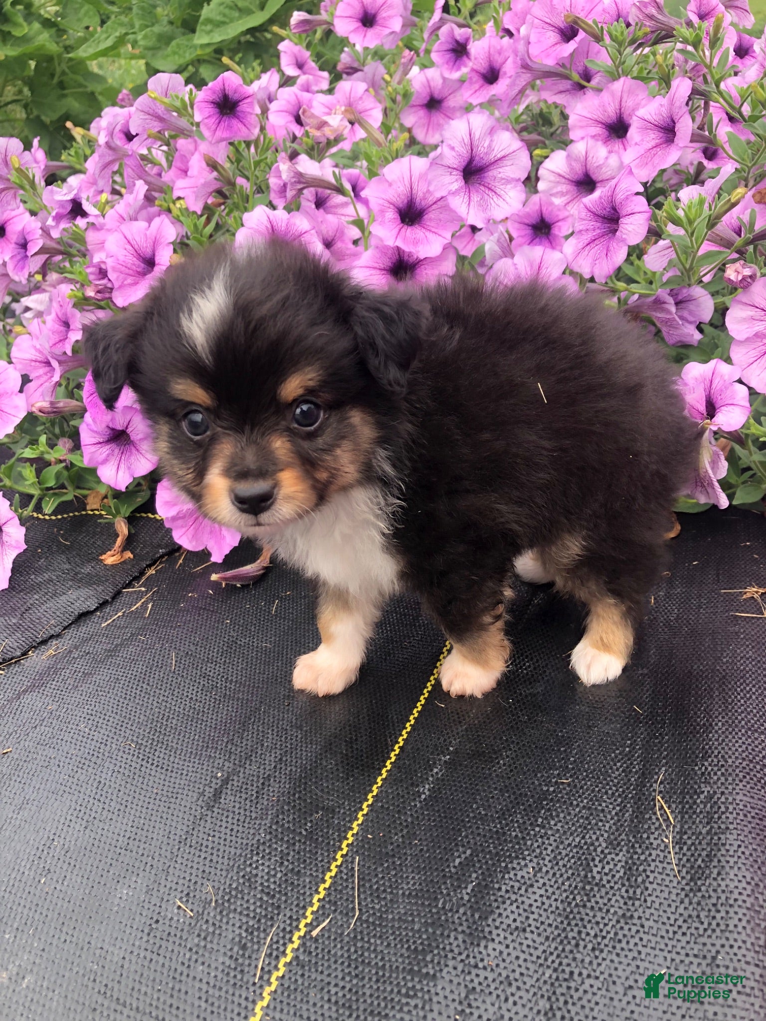 Toy Australian Shepherd dogs Arrow - Ad 2