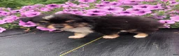 Toy Australian Shepherd dogs for sale: Arrow - Ad 2