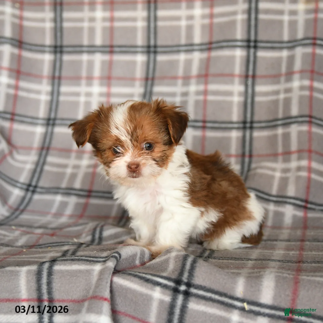 Shorkie dogs for sale: Lady - Ad 5