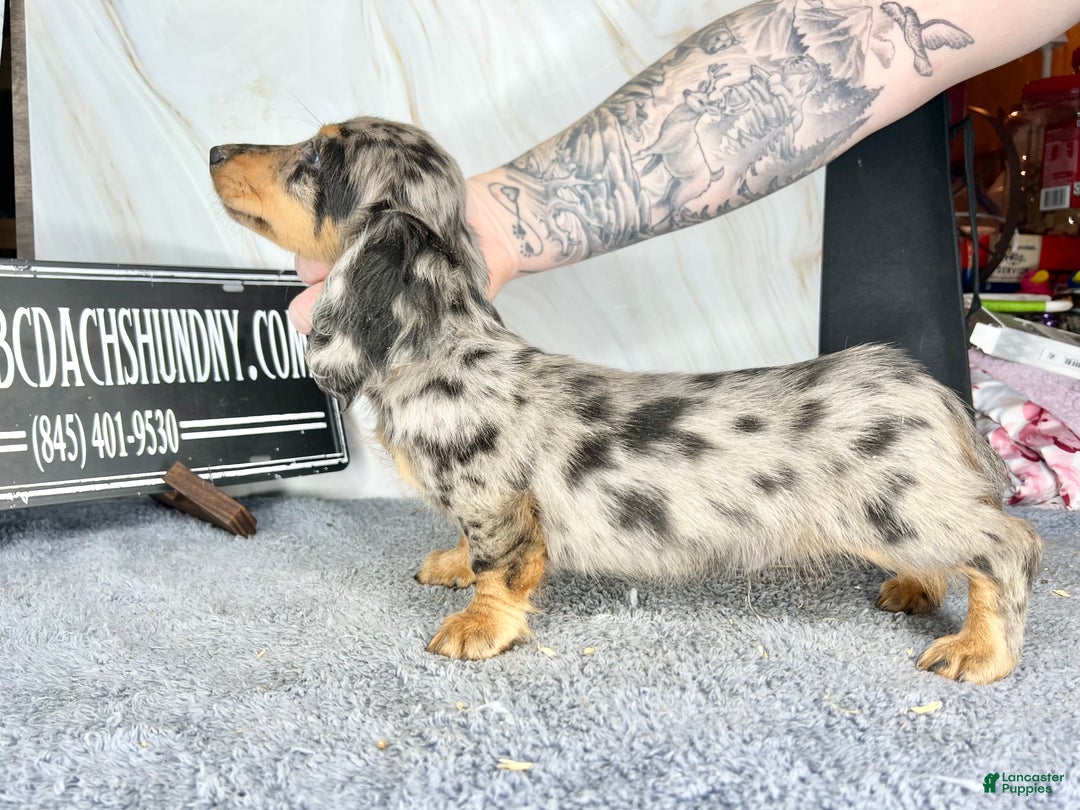 Dachshund dogs for sale: Ch Harriet LH dappleAkc - Ad 13