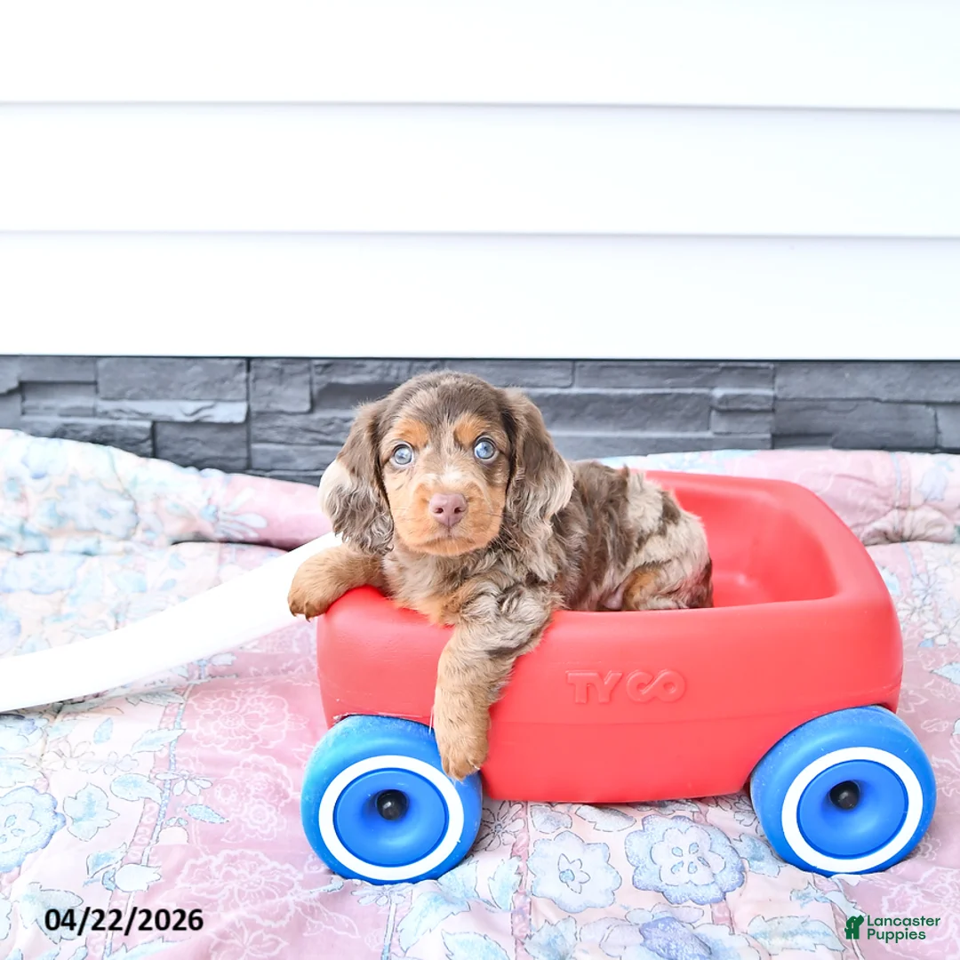 Miniature Dachshund dogs for sale: Hansel - Ad 2