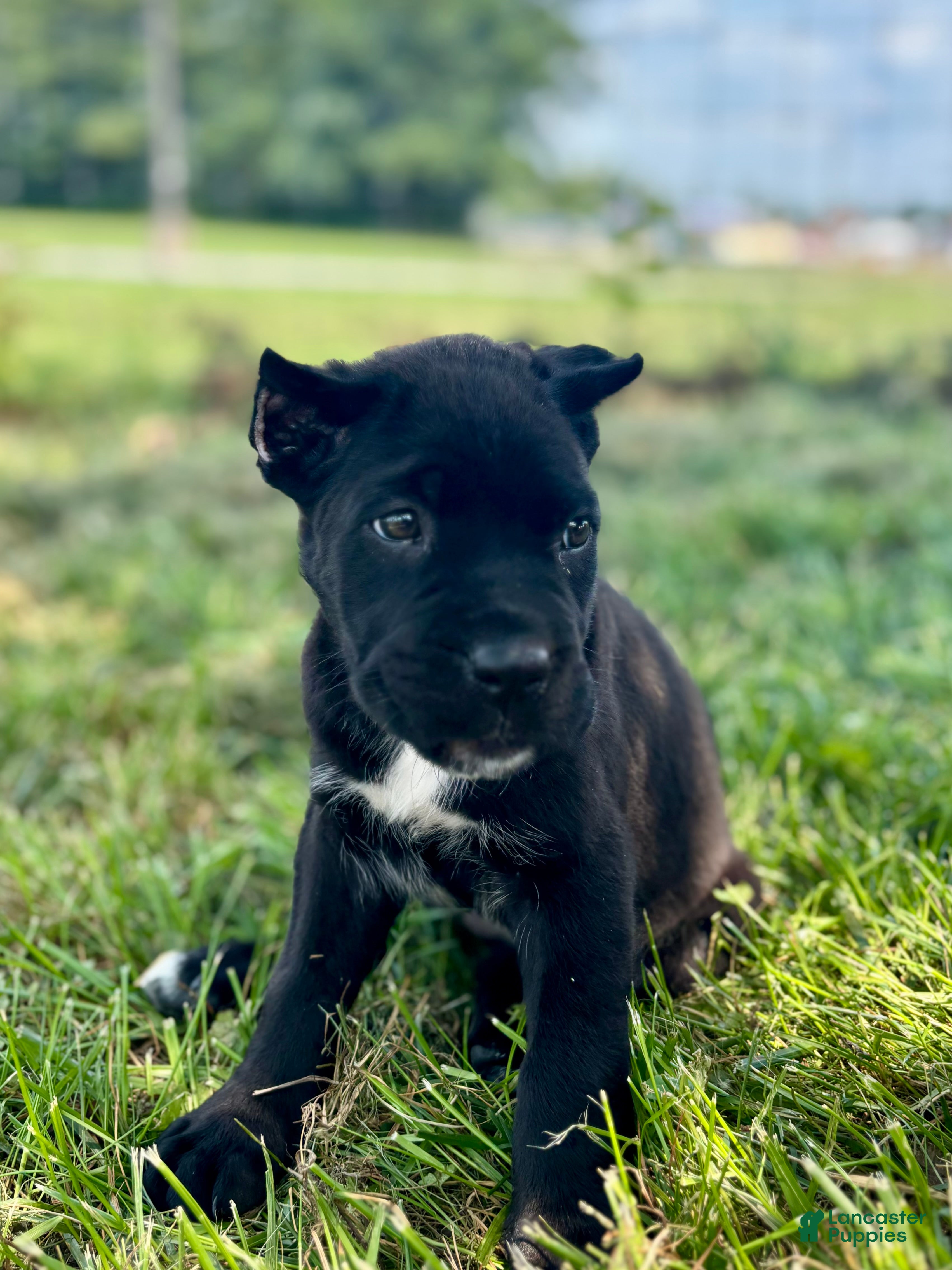 Cane Corso dogs Bear - Ad 2