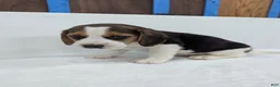 Beagle dogs for sale: Rambo - Ad 3