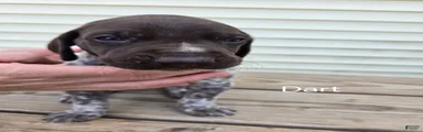 Dart