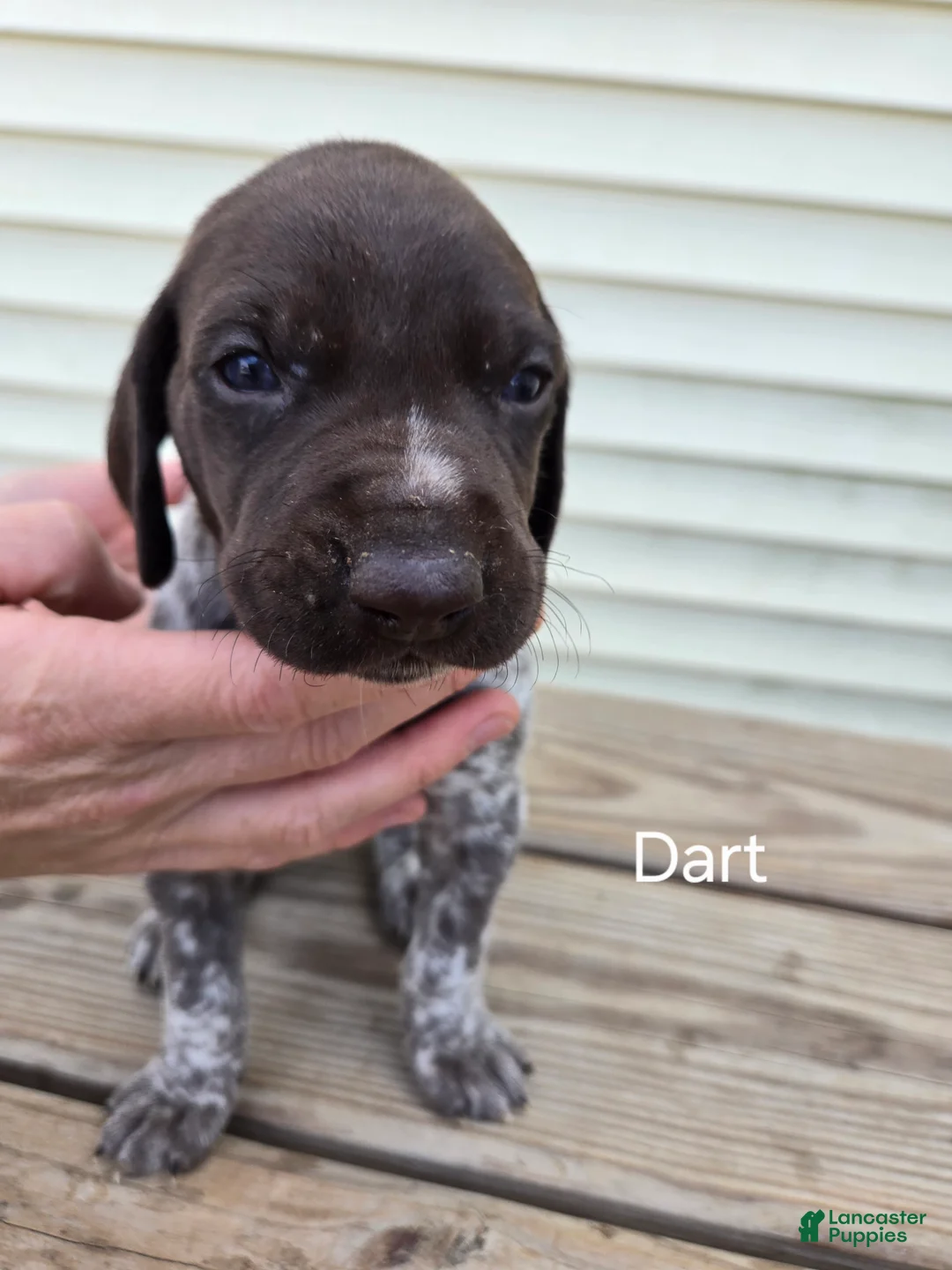 German Shorthaired Pointer dogs for sale: Dart - Ad 1