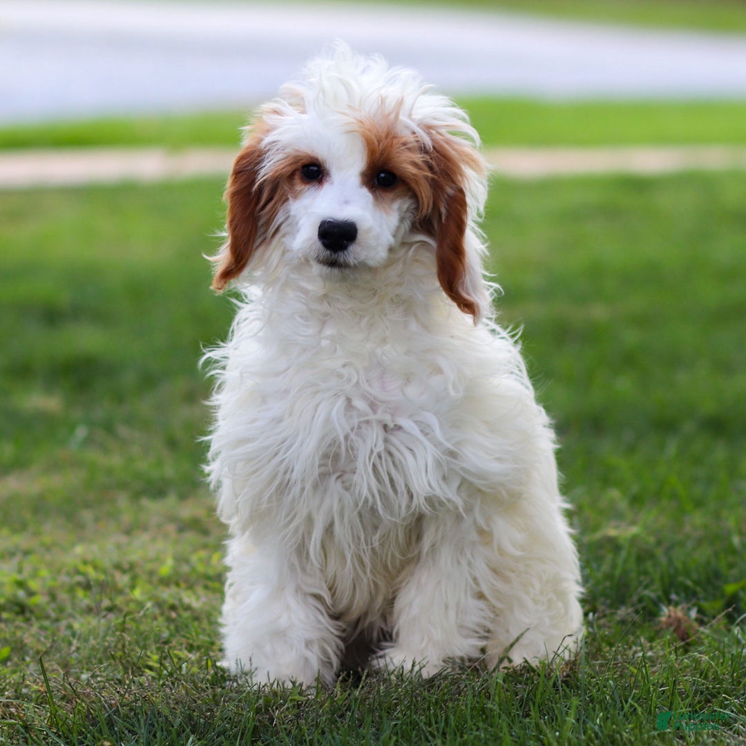 Goldendoodle dogs for sale: Odette - Ad 3