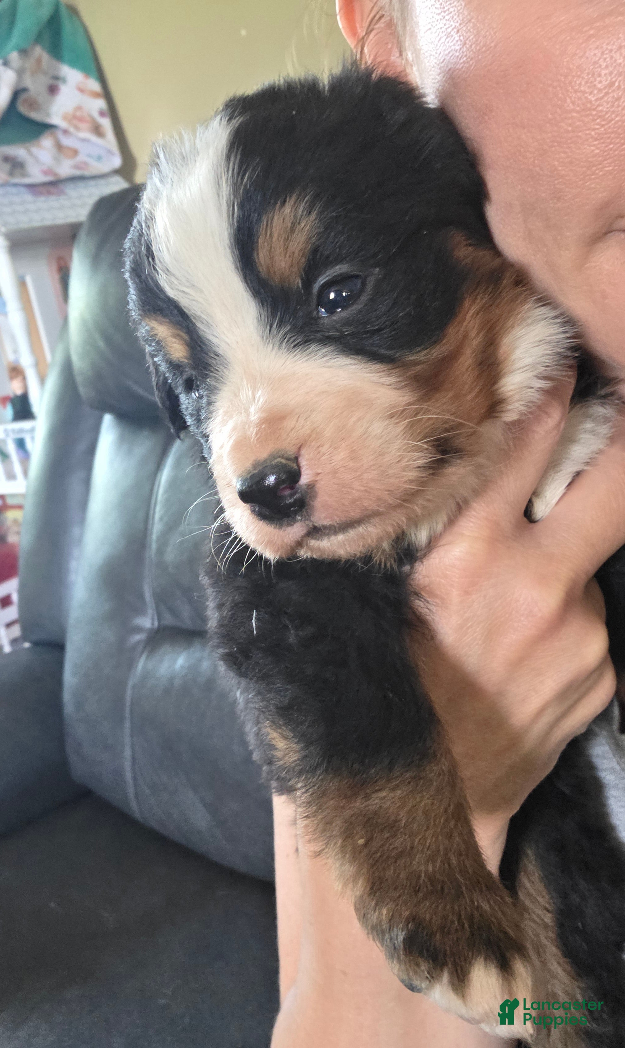 Bernese Mountain Dog dogs Bernese Mountain Dog Puppy 4 - Ad 26